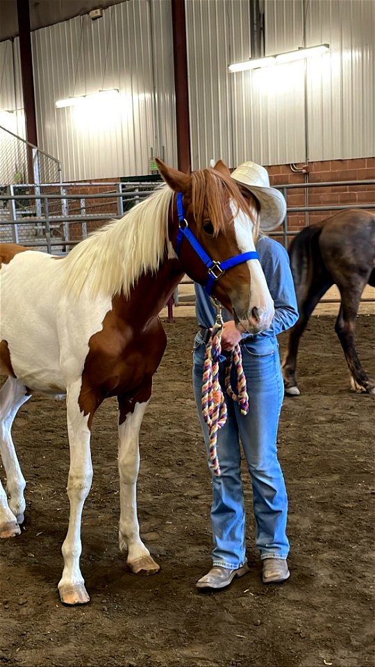 2022 Northern Utah Wild Horse & Burro Festival