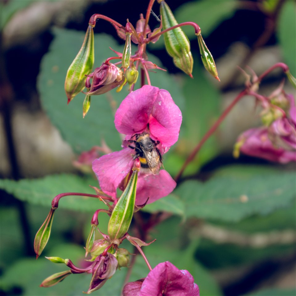 Busy bee photo