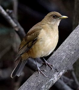 753 - CLAY-COLORED THRUSH (01-11-2022) edinburg world birding center, hidalgo co, tx -03