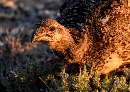 Greater sage-grouse at Seedskadee National Wildlife Refuge photo