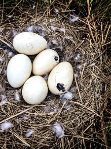 Emperor Goose chick hatching from its egg. photo