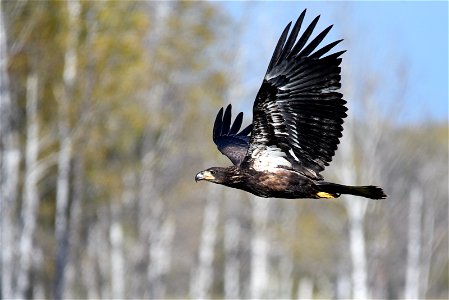 Juvenile bald eagle in flight