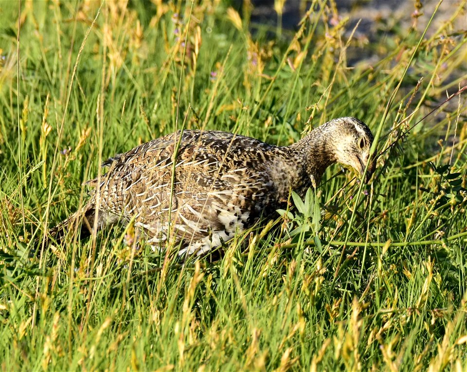 Greater sage-grouse at Seedskadee National Wildlife Refuge
