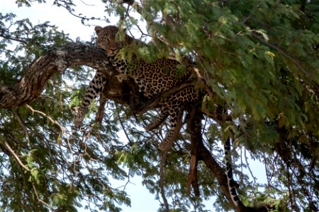 (Carnivora: Felidae) Panthera pardus ♂, Leopard photo