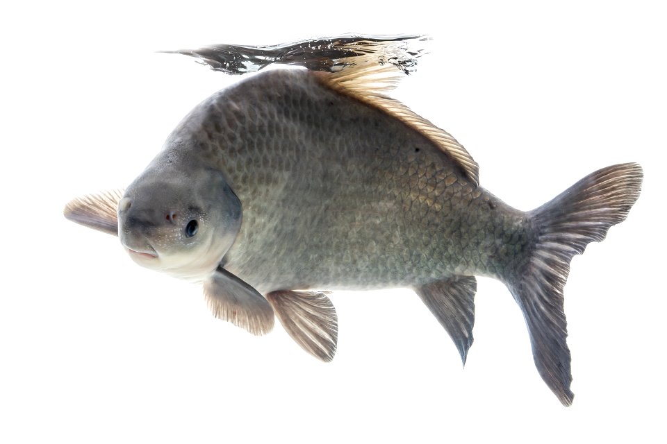 Smallmouth Buffalo (Ictiobus bubalus)