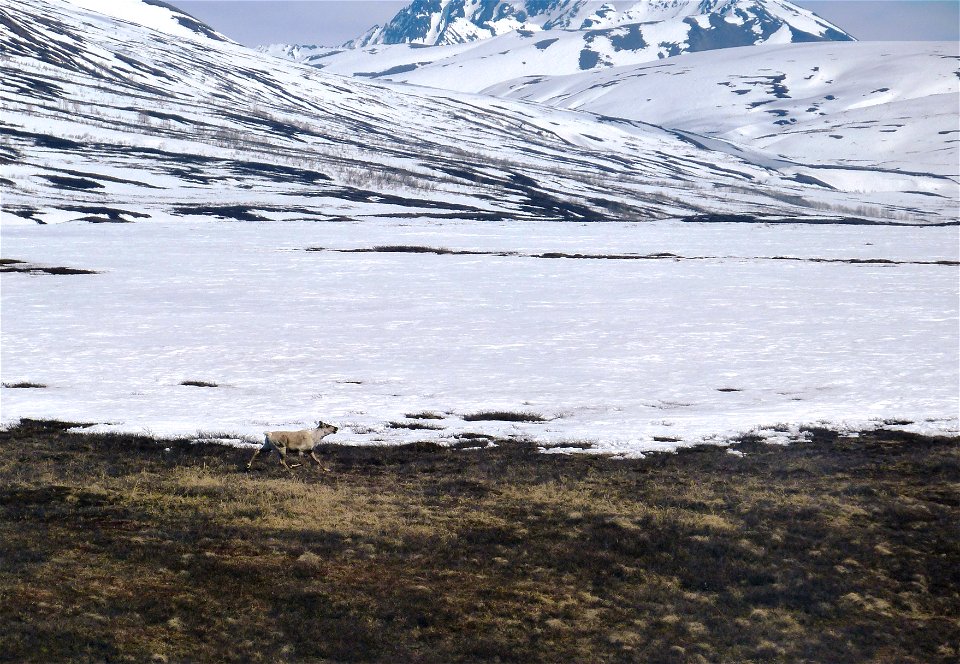Caribou in Kilbuck Mountains