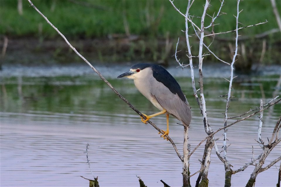 Black-crowned Night Heron Huron Wetland Management District South Dakota photo