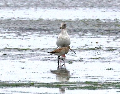 302 - HUDSONIAN GODWIT (9-10-2021) immature, just north of harbor, crescent city, del norte co, ca -04