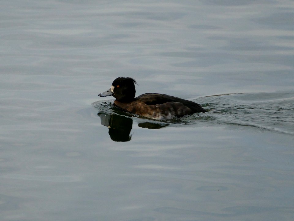 Female Tufted Duck