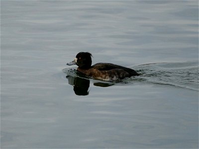 Female Tufted Duck photo