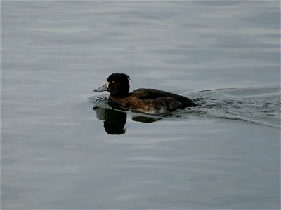 Female Tufted Duck