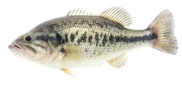 Largemouth Bass (icropterus salmoides) photo