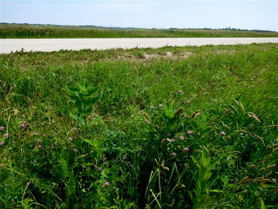 Roadside Milkweed at Horicon National Wildlife Refuge