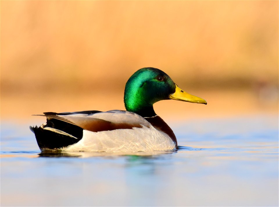 Mallard at Seedskadee National Wildlife Refuge
