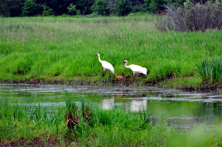 Whooping Crane Family photo