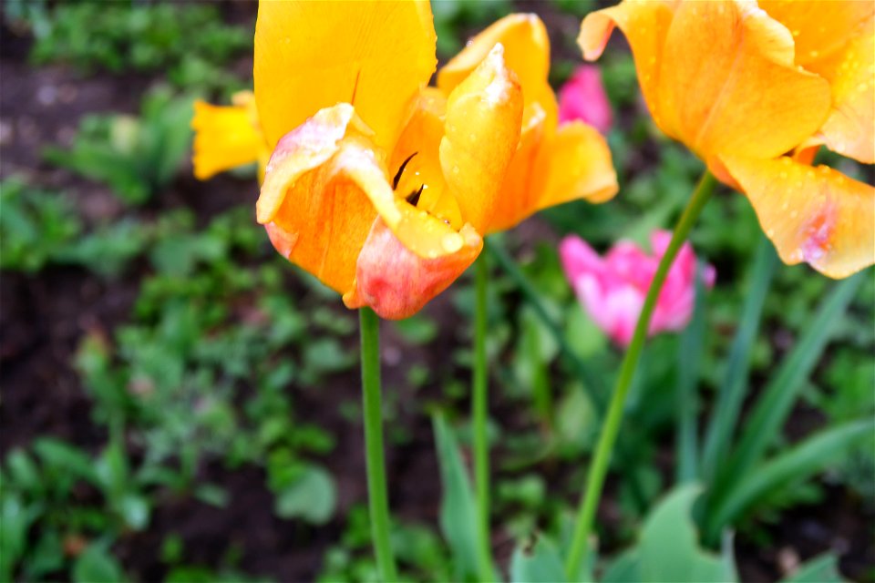 japanes_garden_rain_Herastrau (35)