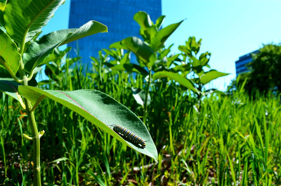 Monarch caterpillar in business center