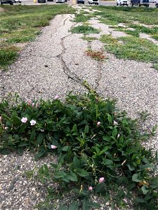 On closer Inspection... flowers?