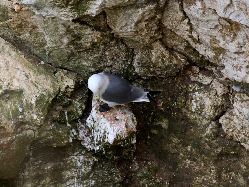 Kittiwake photo