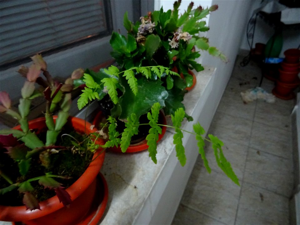 2019-02-25_testing Sony HX60 inside Calea Vitan_15