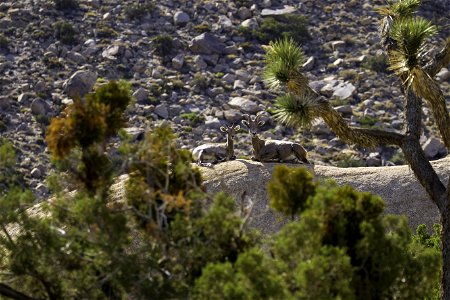 Ryan Mountain Bighorn Sheep