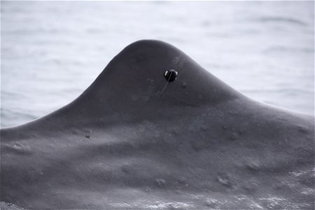 Satellite-tagged sperm whale fin photo