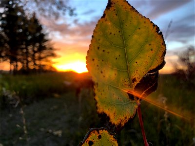 Leaf Piercing Light