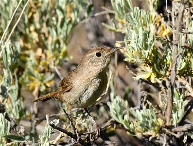 House wren at Seedskadee National Wildlife Refuge Wyoming