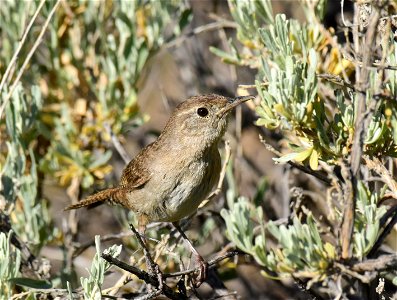 House wren at Seedskadee National Wildlife Refuge Wyoming photo