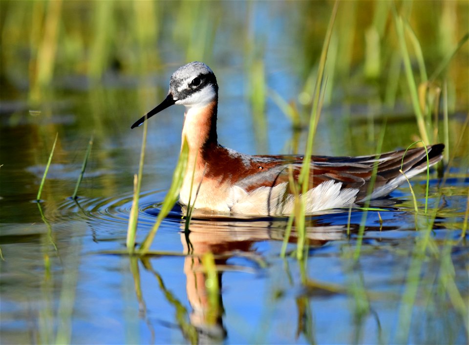 Wilson's phalarope at Seedskadee National Wildlife Refuge