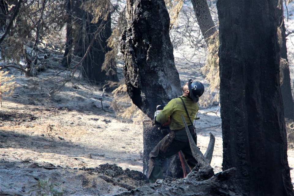 Hazard Tree, Valyermo IHC