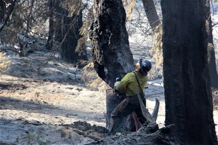 Hazard Tree, Valyermo IHC photo