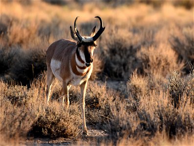 Pronghorn at Seedskadee National Wildlife Refuge