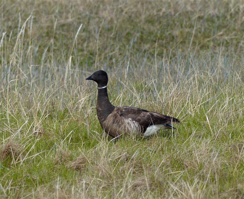 Black Brant photo