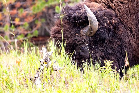 Bull bison grazing along Lamar River photo