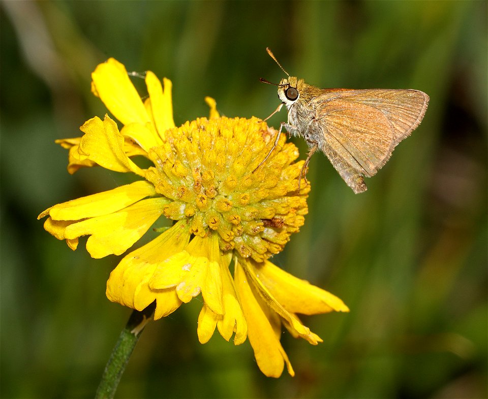SKIPPER, DUN (Euphrys vestis) (07-31-2022) 5400 ft, scott mt pass, siskiyou co, ca (1)