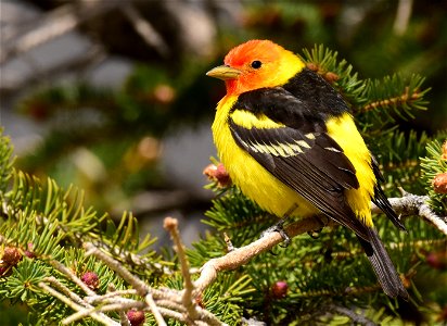 Western tanager at Seedskadee National Wildlife Refuge photo