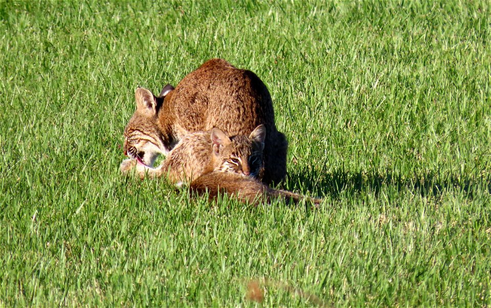 Bobcats