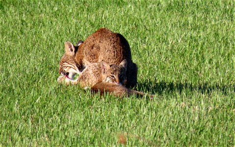 Bobcats