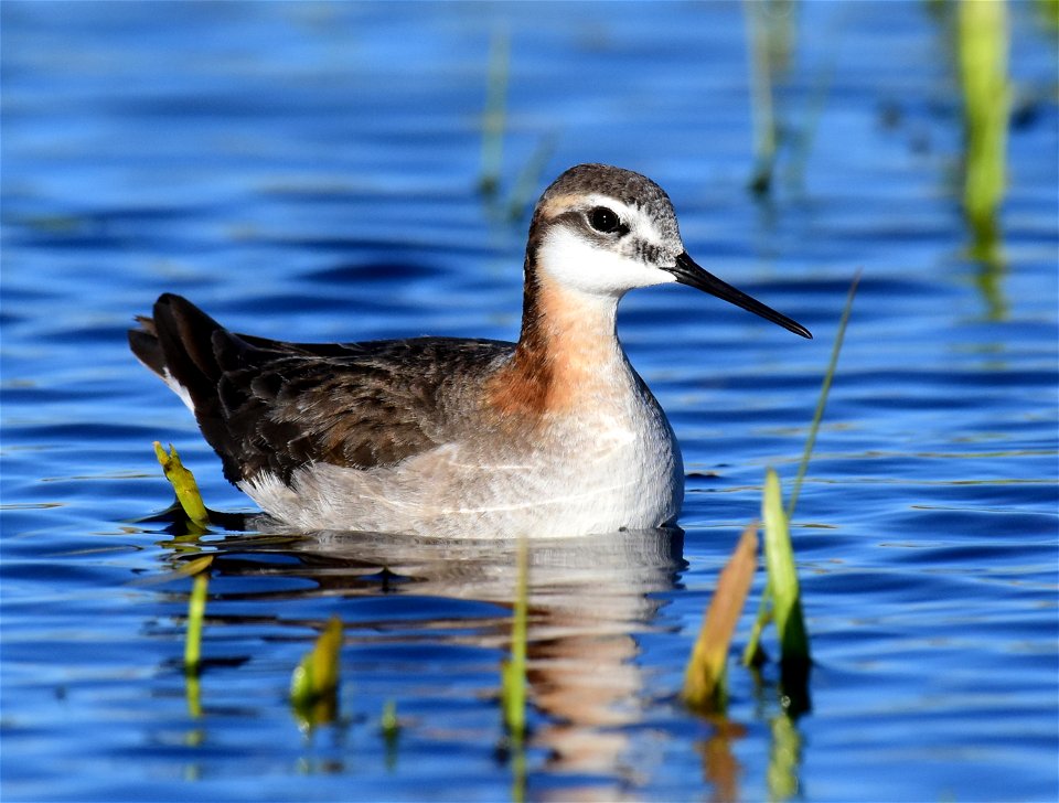 Wilson's phalarope at Seedskadee National Wildlife Refuge
