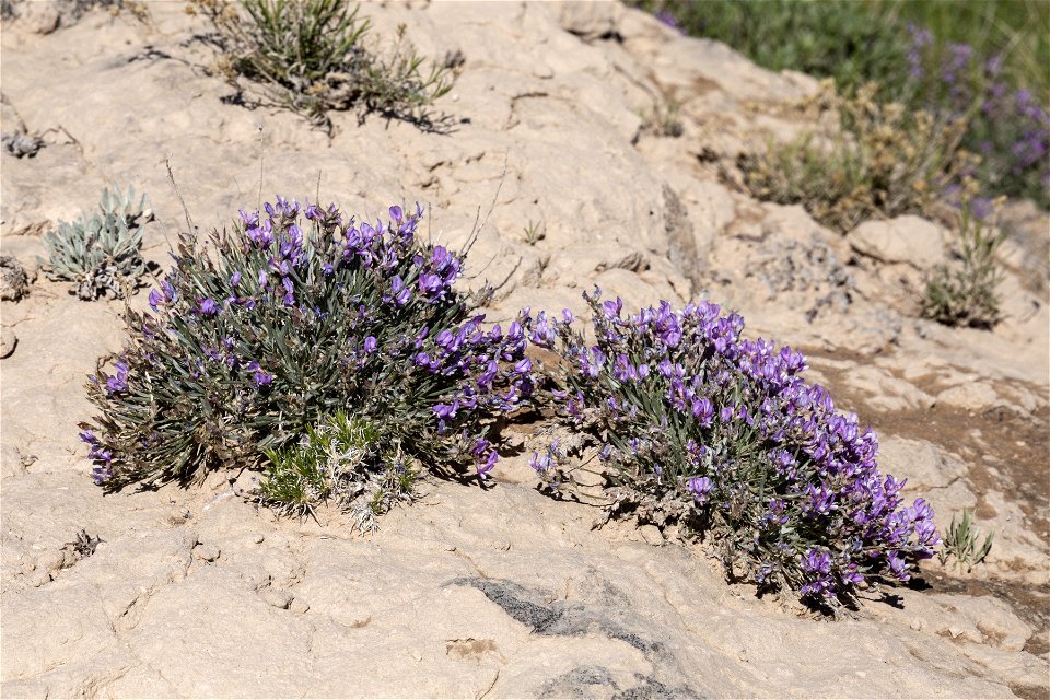 Astragalus spatulatus