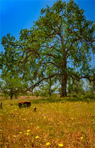 Sacramento River Bend Outstanding Natural Area photo