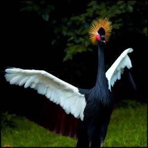 Black Crowned Crane photo