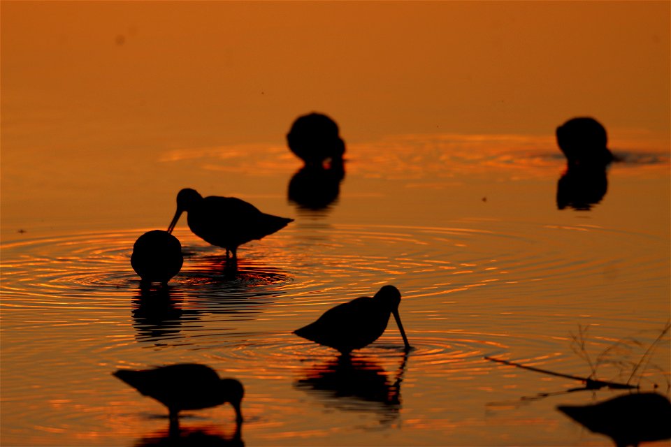 Shorebirds at sunset Huron Wetland Management District South Dakota D