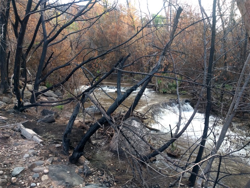 Burned riparian vegetation
