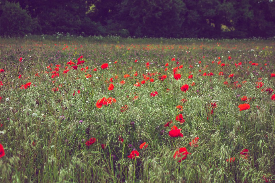 Poppy Field