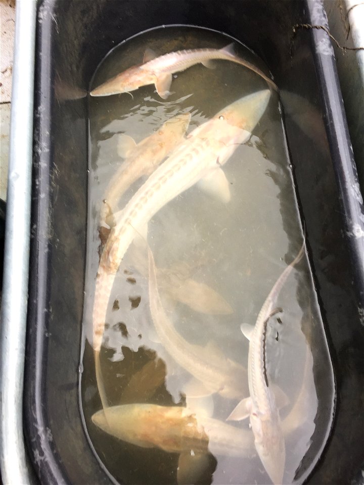 Pallid Sturgeon Monitoring in the Missouri River