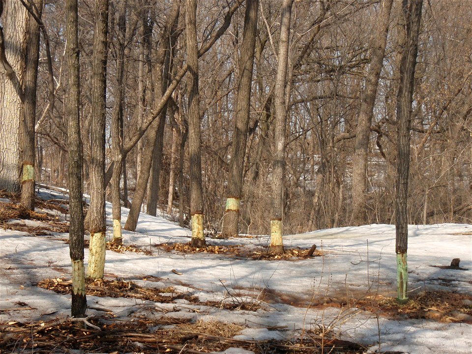Girdled Trees Decay Faster