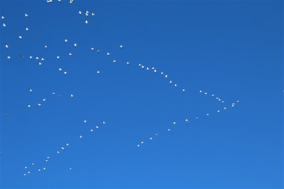 Snow Geese Taking Flight over Lake Andes National Wildlife Refuge