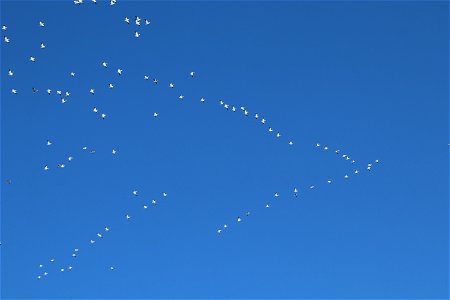 Snow Geese Taking Flight over Lake Andes National Wildlife Refuge
